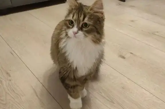 Найдена кошка, Санкт-Петербург, фото: Найдена кошка, Парашютная ул. 4 к1, СПб