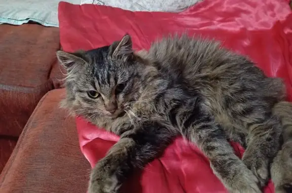 Найдена кошка, Ульяновск, фото: Котик найден: Ульяновск, ул. Деева