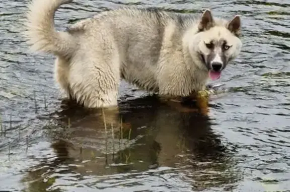 Пропала собака, Белавинская, Вологда