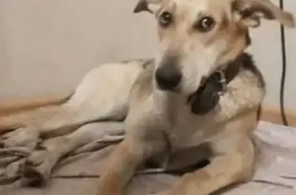 Пропала собака, Бугровка, Пенза