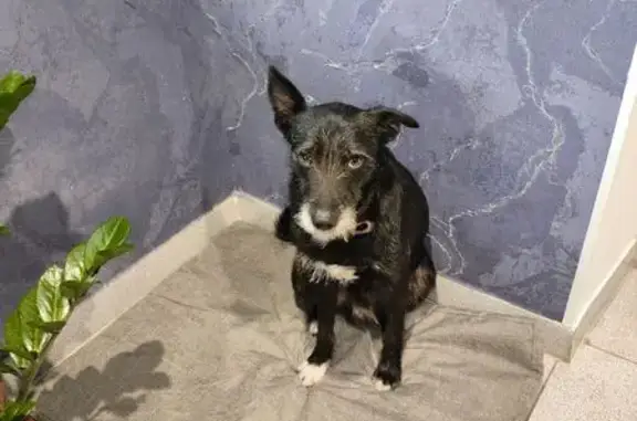 Пропала собака, ул. Карбышева 12, Оскол