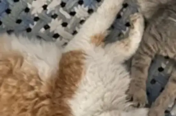 Кошки потеряшки, Михайловск, фото: Потеряшка кошка, ул. Фрунзе 52/1, Михайловск