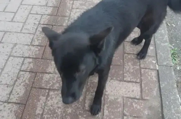 Найдена собака, Ставропольский край, фото: Собака на рынке, Краснокумское