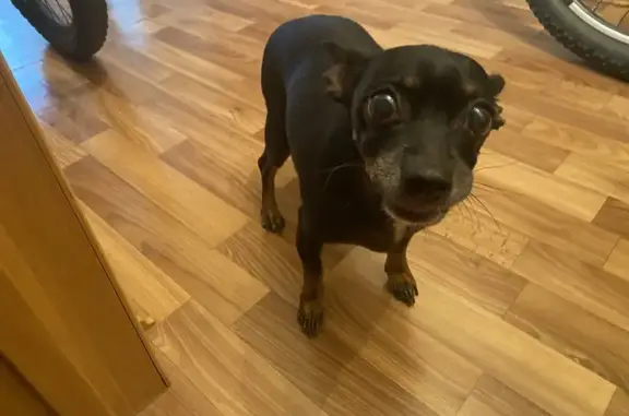 Найдена собака, Тюмень, фото: Найдена собака, ул. Горького, Тюмень