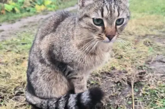 Найдена кошка, , фото: Кошка найдена, Коммунальная ул., Борисовичи
