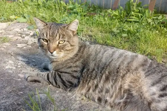 Пропала кошка на ул. Удмуртская, Н. Новгород