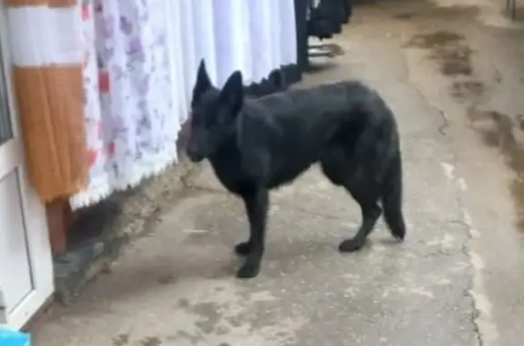 Найдена собака, Курганинск, фото: Найдена чёрная авчарка, Привокзальная 26