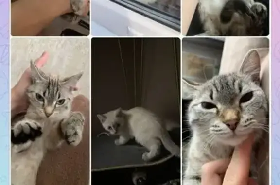 Пропала кошка, ул. Мате Залки 39, Крск