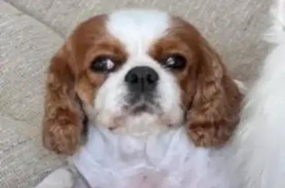 Пропала собака, ул. 8-я Гвардейская, Мысхако