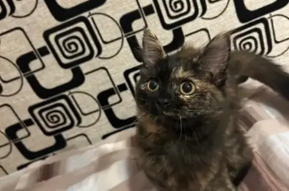 Кошки потеряшки, Пенза, фото: Потеряшка кошка на ул. Кулакова, 7, Пенза