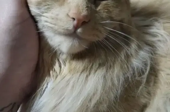 Пропала кошка, 7 Радужный