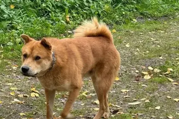 Найдена собака, ул. Бригада 4, Красноярск