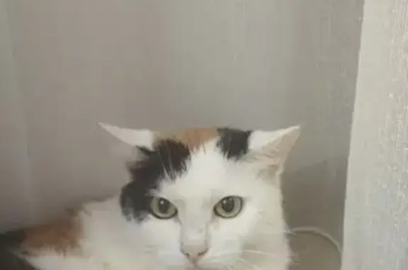 Найдена кошка, Москва, фото: Найдена кошка, Лесная улица, Москва