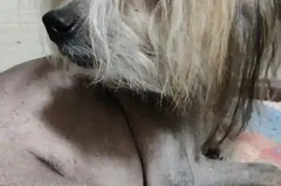 Найдена собака, , фото: Найдена собака, Молодёжная 90, Ижевск