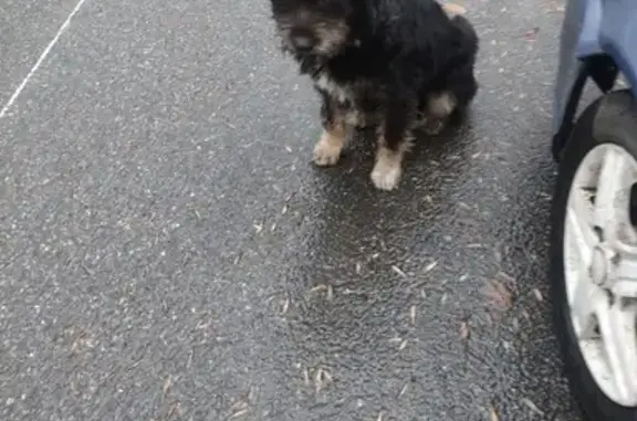 Собака найдена: Уфа, Башкортостан