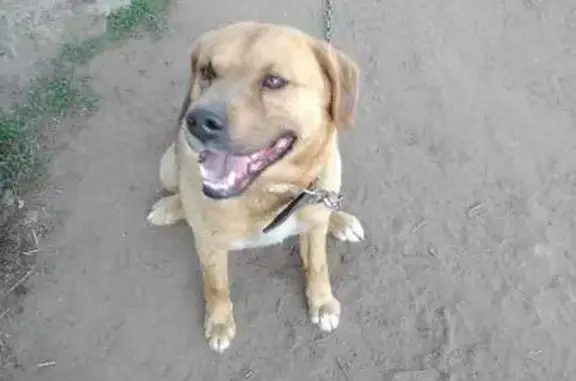 Пропала собака в Кирове, Кировская обл.