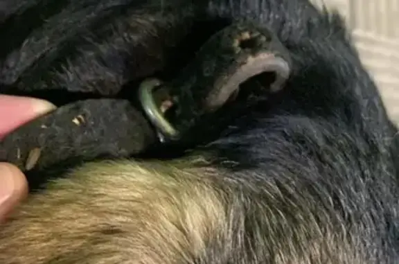 Найдена собака, Казань, фото: Найдена собака, ул. Ю. Фучика, Казань