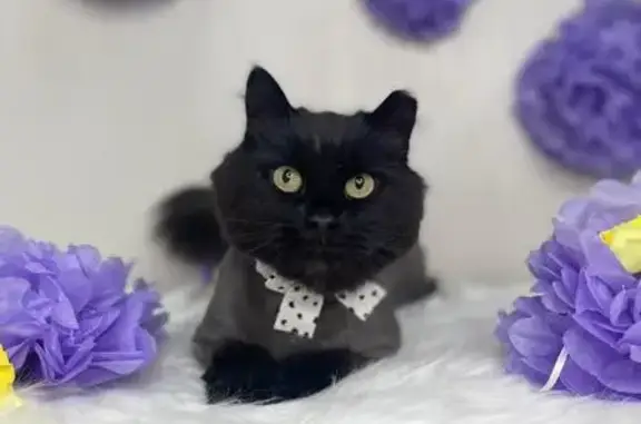 Пропала кошка, Моховая ул., Москва