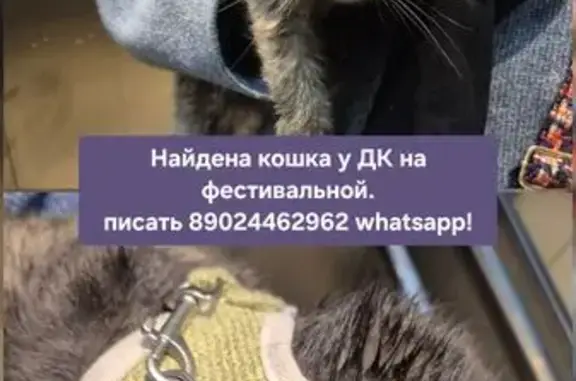 Найдена кошка, Свердловская область, фото: Кошка найдена: Екатеринбург, зелёная шлейка