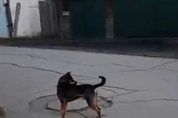 Собаки потеряшки, Талица, фото: Потеряшка собака, ул. Сакко и Ванцетти, 40