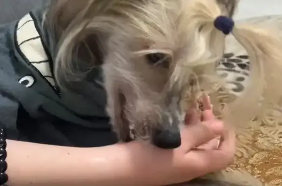 Пропала собака, Ижевск, Молодёжная 90