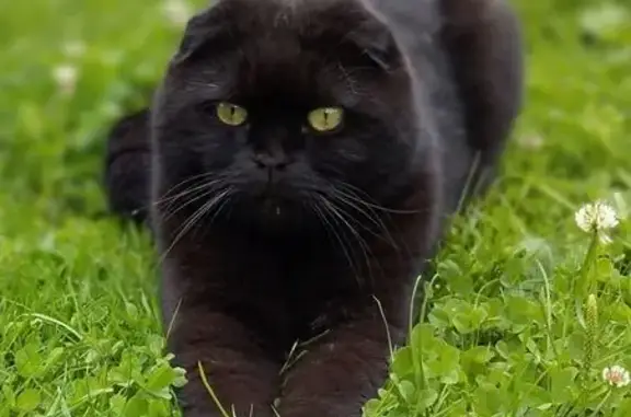 Пропала кошка, Красноармейское шоссе