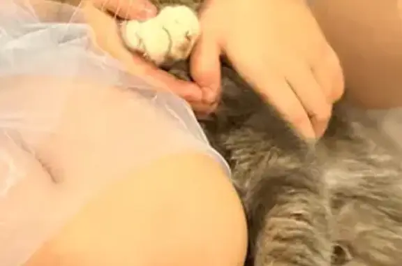 Пропала кошка, Грачковская Слобода