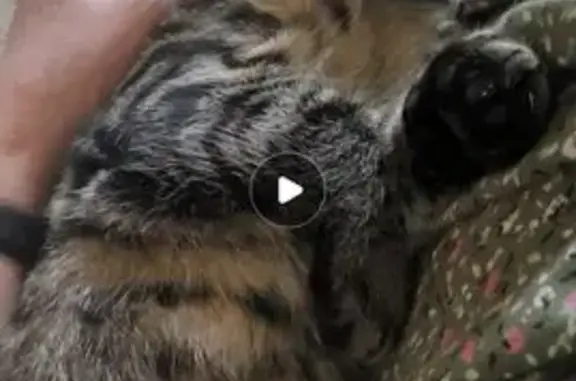 Пропала кошка, пос. Володарского, МО