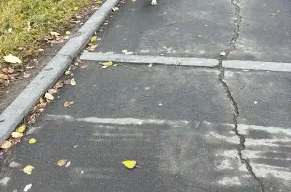 Найдена собака, Петрозаводск, фото: Собака на ул. Чапаева, Петрозаводск