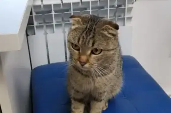 Найдена кошка, Майкоп, фото: Кошка найдена: Курганная 41, Майкоп