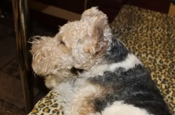 Найдена собака, , фото: Собака найдена в Трудовском, Крым