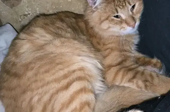 Пропала кошка на Запорожской, 17, НН