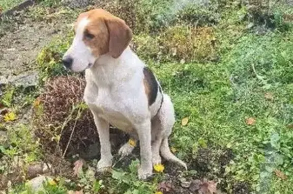 Найдена собака, , фото: Найдена собака, 27 Хутора Гуляевы