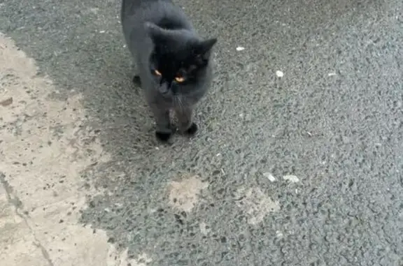 Чёрная кошка найдена, Восстания 56, Казань