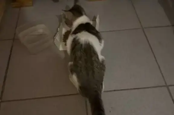 Кошка найдена: Коломенская ул., 17, Казань