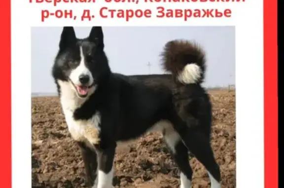 Собаки потеряшки, Дмитрова Гора, фото: Потеряшка собака, Дмитрова Гора