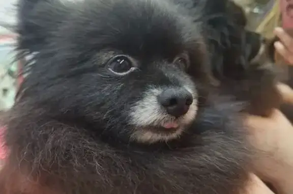 Найдена собака, Кострома, фото: Найдена собака, Кострома