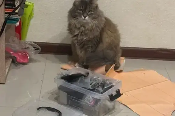 Кошки потеряшки, Краснодар, фото: Потеряшка кошка, ул. Гагарина, 69, Краснодар