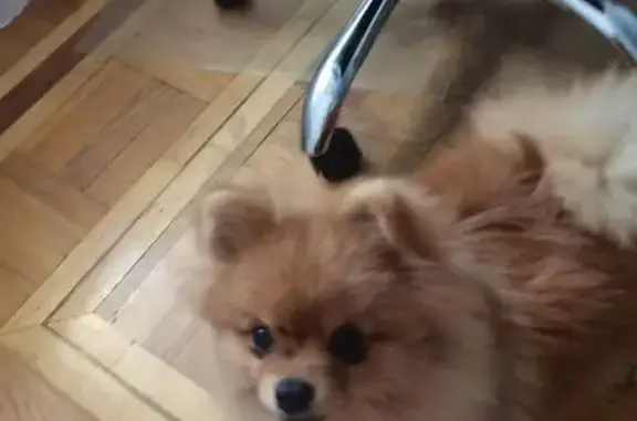 Собака найдена на пр. Шолохова, 45