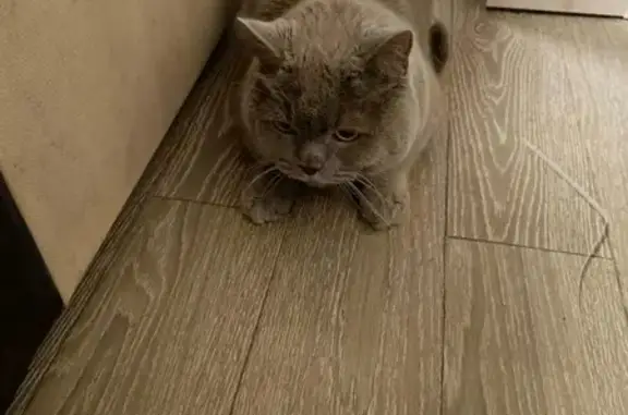 Найдена кошка, Петро-Славянка, фото: Кошка найдена: Софийская ул., 125 к4