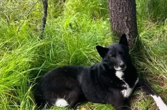 Пропала лайка, Нарвинский, Красноярск