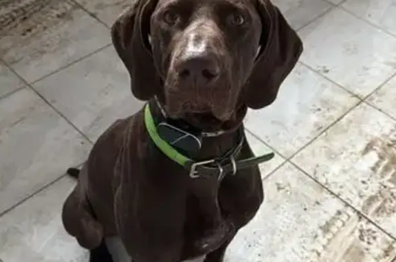 Найдена собака, Краснозаводск, фото: Собака найдена: ул. 50 лет Октября, Краснозаводск