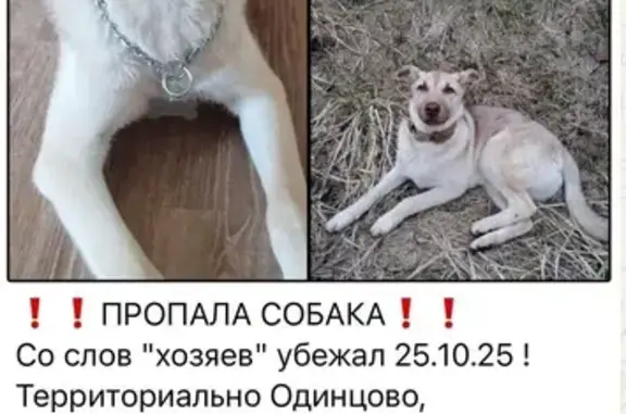 Пропала собака в Немчиновке, МО