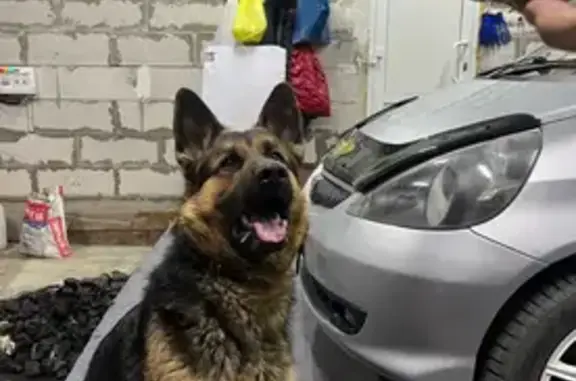 Пропала собака, ул. Щорса, 45 с1, Усть-Абакан