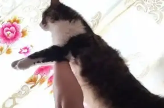 Кот найден: Зарайская ул., 51 к2, Москва