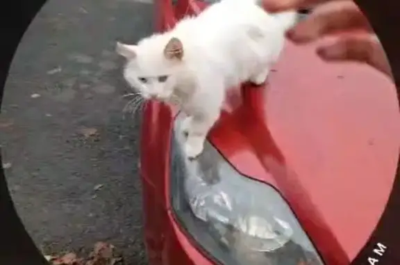 Найдена кошка, Псков, фото: Кошка найдена: ул. Гоголя 55/78, Псков