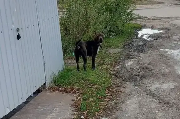 Собака найдена: ул. Пугачёва, 1Е, Липецк