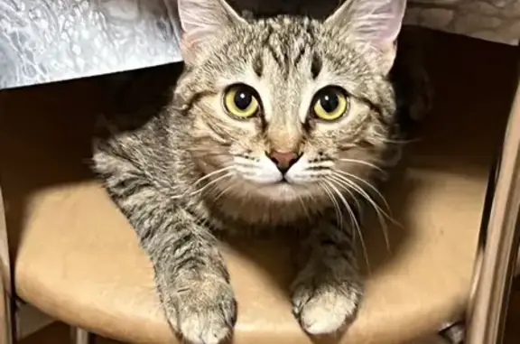 Пропала кошка, ул. Морозова, Таганрог