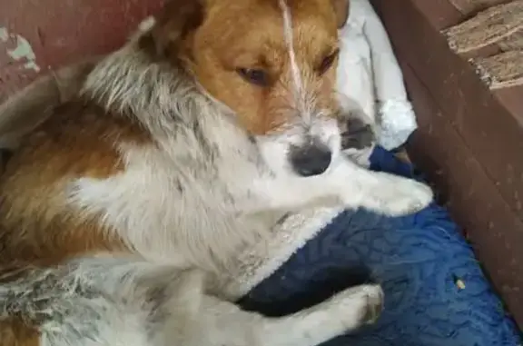 Найдена собака, Орёл, фото: Щенок найден на ул. Бурова, 32, Орёл