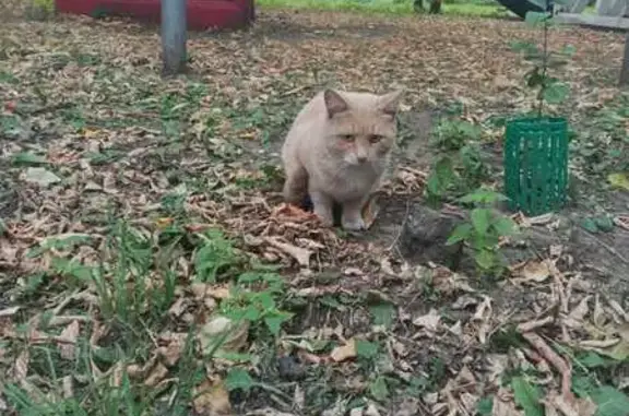 Кошка найдена: Нижняя Красносельская, 12